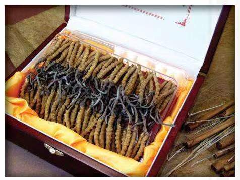 五寨冬虫夏草回收